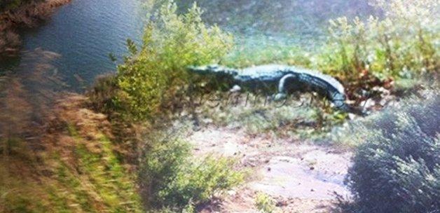 Komşuda Timsah Paniği