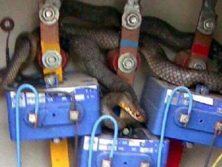 Elektrik Trafosunu Kendine Yuva Edinen Yılan