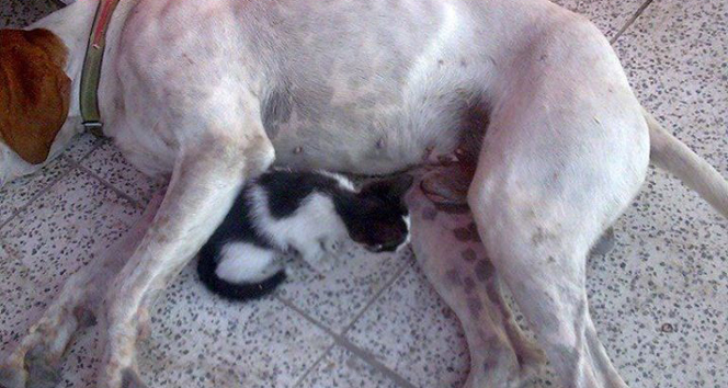 Yavru Kediye Köpek Babalık Yapıyor