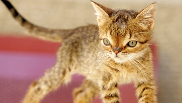 Türkiye'de Bir İlk!