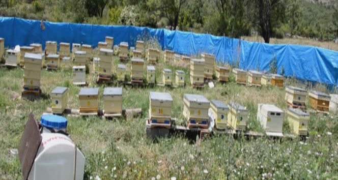 Aç Kalan Ayılar Kovanlara Saldırdı