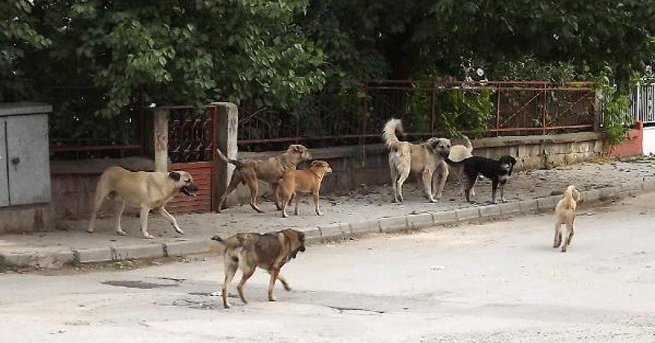 Sokak Köpekleri Kadınlara Saldırdı