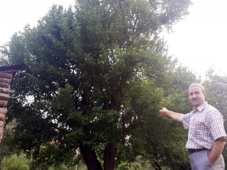 Bu Dut Ağacı 330 Yaşında