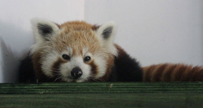 Türkiye’nin İlk Pandaları Geldi