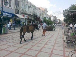 Saraçlar'ın Davetsiz Misafiri