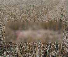 Cesetler Neden Çıplaktı?