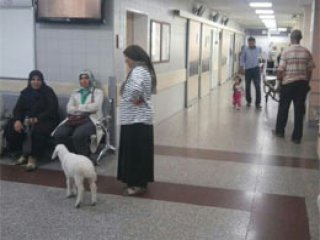 Acil Servise Kuzusuyla Geldi!