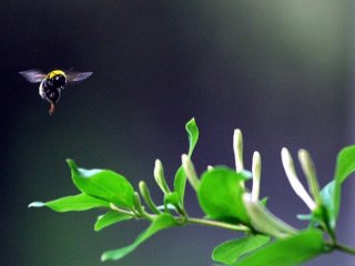 Arılarının Saldırdığı Belediye Başkanı Öldü