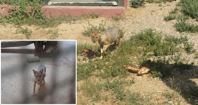 Altın Çakallar Dört Yavru Dünyaya Getirdi