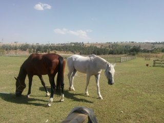 Atlar Jokey Kulübünden Değil Atlı Spor Kulübünden
