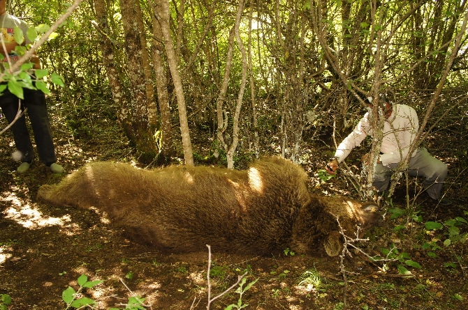 Ayıyı Bıçaklayarak Öldürdü Ama...