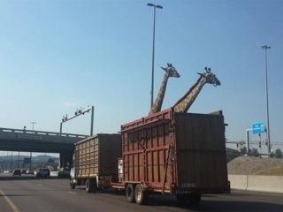 Kamyonla Taşınan Zürafaların Kafası Köprüye Çarptı