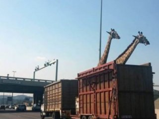 Zürafanın Akılalmaz Ölümü!