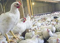 Türk yumurtası İsrail’i fena karıştırdı