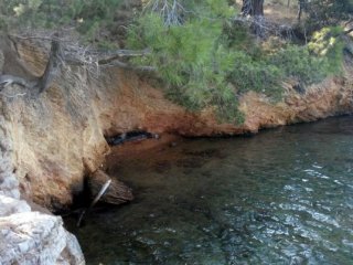 Bodrum'da Görüldü! Nesli Tehdit Altında