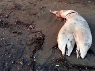 Sahile Öyle Bir Şey Vurdu Ki..