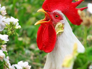 'Ekmeleddin' Diye Öten Horoz