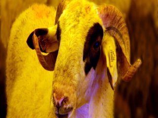 Diyanetten Kurban Uyarısı!