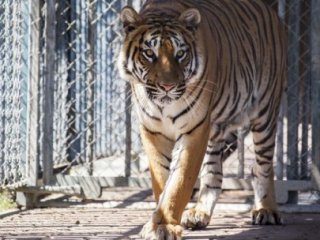 Putin'in Kaplanı Kışı Çin'de Geçirecek