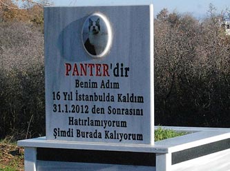 Ölen kedisi için tarla satın aldı!
