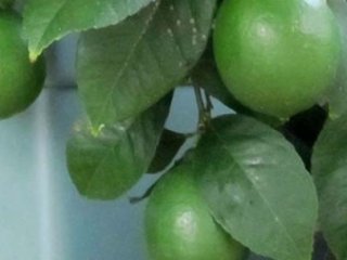 Zam Gelince Çakması Çıktı