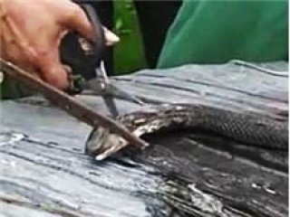 Kafası Kesildikten Sonra Aşçıyı Öldürdü!