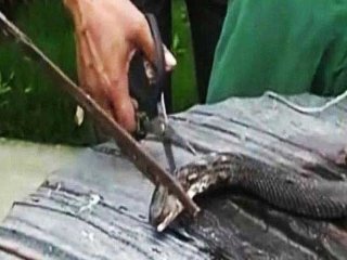 Yılan Çorbası Yaparken Hayatını Kaybetti