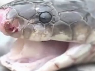 Kafası Kesildikten Sonra...