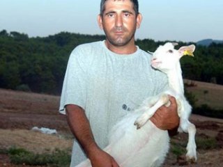 Bu Oğlak Görenleri Şaşkına Çeviriyor