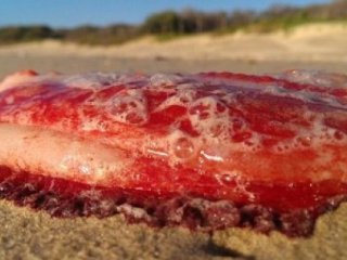 Denizden Çıktı! Herkes Şaştı Kaldı