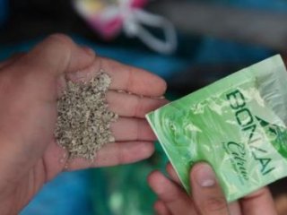 Bonzaiye Bir Kurban Da Mersin'den