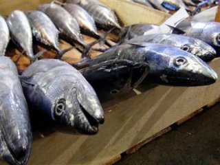 Balık Sezonu Başladı! İşte İlk Fiyatlar