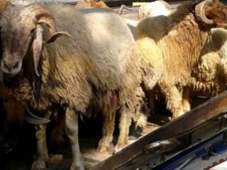 Kurbanda Büyük Vurgun