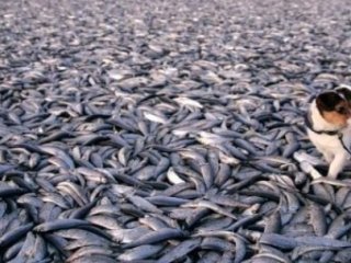 Dünyayı Korkutan Olay! Tam 53 Ton..