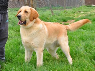 Köpeğin Midesinden Neler Çıktı Neler!