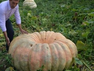 450 Kiloluk Bal Kabağı Yetiştirdi