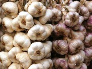 Sarımsak Rekor Peşinde!