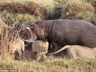 Aslan Sürüsüne Tek Başına Karşı Koydu