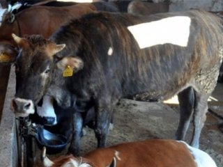 Vatandaş Tedirgin! kurbanlık Sıkıntısı Yaşanacak Mı?