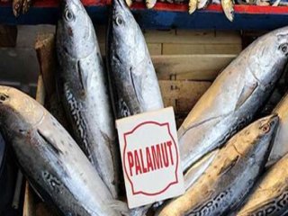Palamut Fiyatları Borsayı Aratmıyor