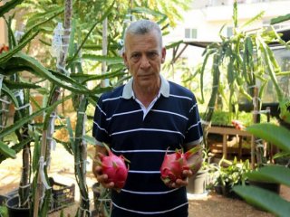 Türkiye'de İlk Kez Üretildi: Tanesi 40 TL