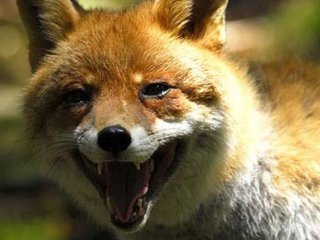 5 Bin Köpek İtlaf Edildi