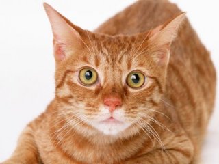 Aracın Motoruna Sıkışan Kedi Yaralı Halde Kurtarıldı
