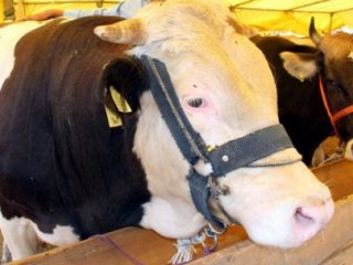 Kurbanlıklar Pazara İndi! İşte İlk Fiyatları