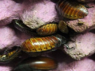 Böceklerimizi Çaldılar!