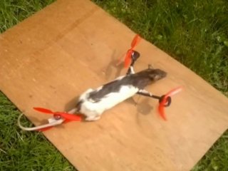 Ölü Fareyi Uçurdular