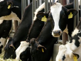 İstanbul'da Kurbanlık Fiyatları Belli Oldu