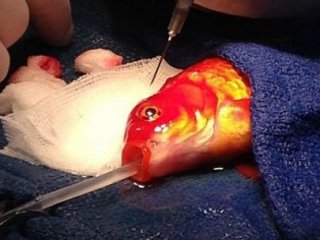 Japon Balığına Bakın Ne Yaptılar