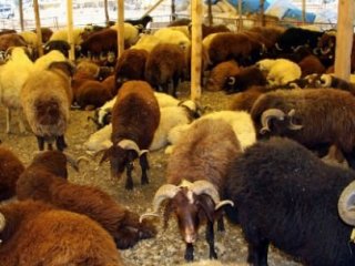 Kurbanlık Alırken Bunlara Dikkat