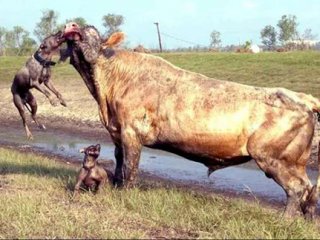 İki Pitbull Boğaya Saldırırsa..